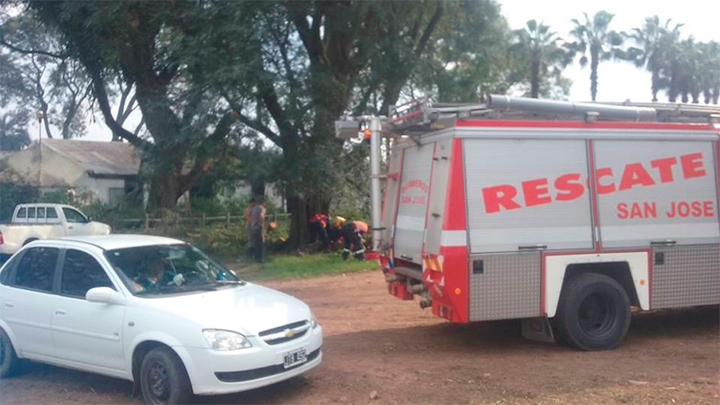 Dpto. Colón: Un hombre sufrió heridas al caer de un árbol que podaba en ...