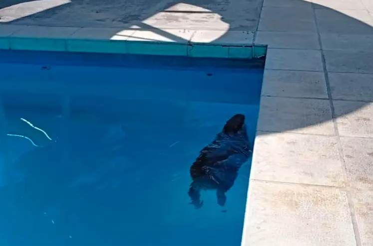 Un carpincho no soportó el calor y se refrescó en pileta de complejo termal entrerriano | GENESIS24.NET > Portal Multimedia Líder en Noticias