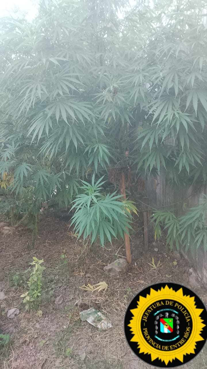 Concepción del Uruguay: Buscaban un arma por amenazas y hallaron plantas de marihuana | GENESIS24.NET > Portal Multimedia Líder en Noticias
