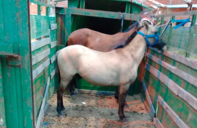 Dispersaron una carrera clandestina y secuestraron dos caballos que fueron abandonados | GENESIS24.NET > Portal Multimedia Líder en Noticias
