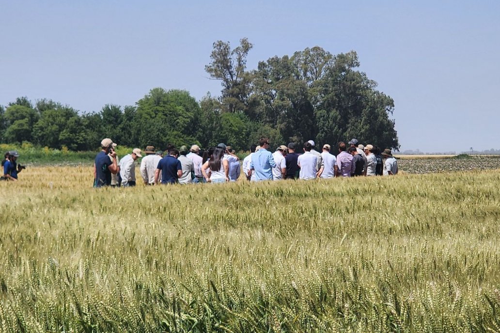 La caída de la siembra de trigo rondará las 500.000 hectáreas | GENESIS24.NET > Portal Multimedia Líder en Noticias