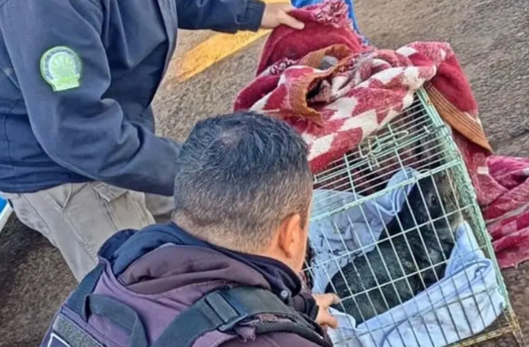 Tras varias semanas de búsqueda, rescataron al lobo marino que apareció en el río Uruguay | GENESIS24.NET > Portal Multimedia Líder en Noticias